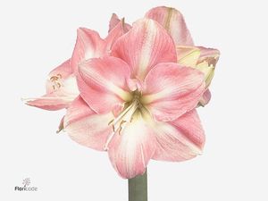 AMARYL. DARLING 70 F X12